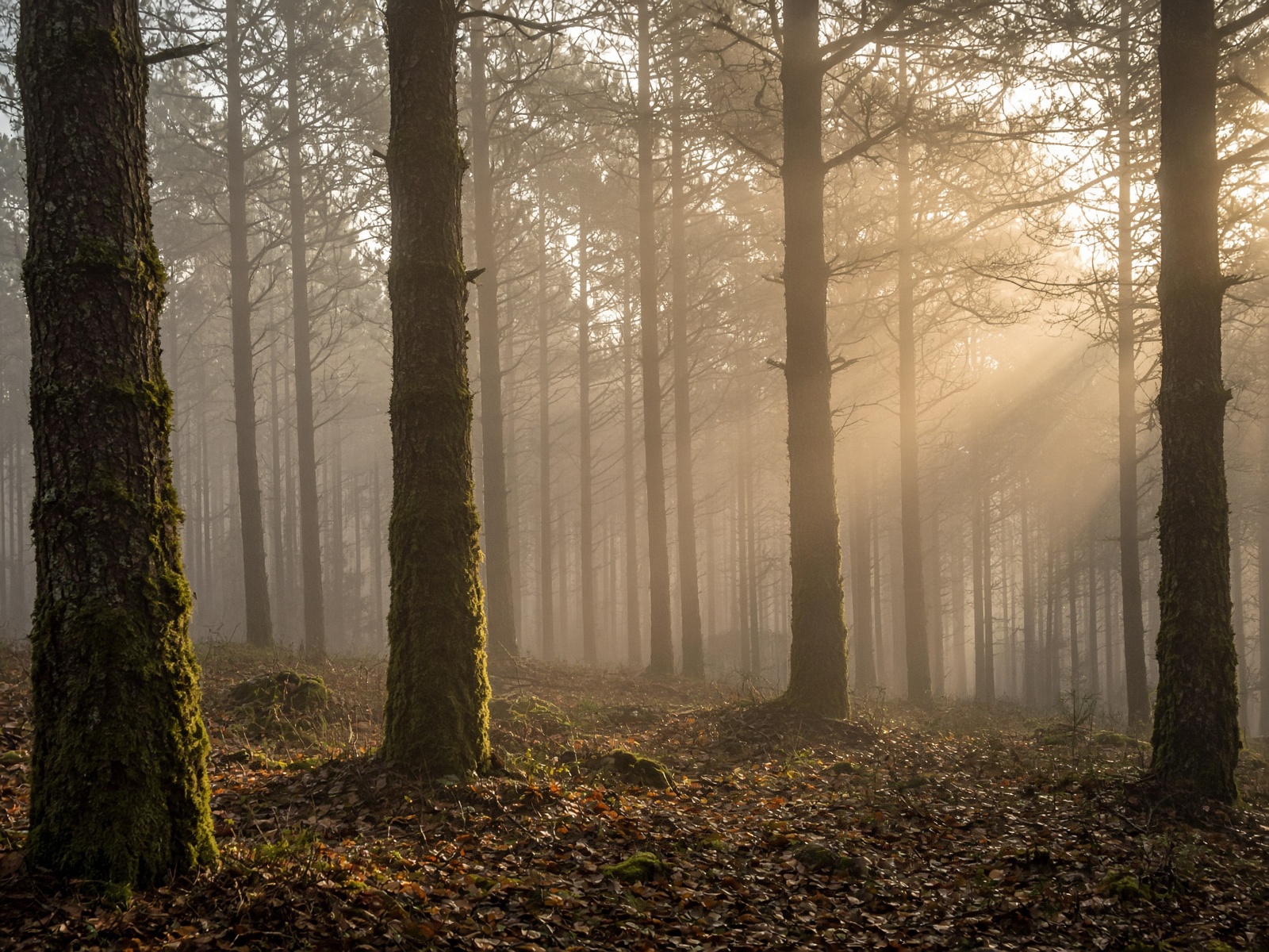 Bosque de pinos entre la niebla