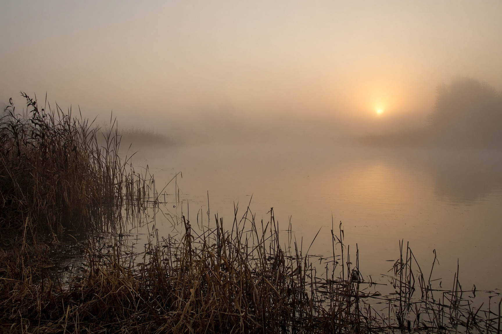 Lago con juncos al amanecer